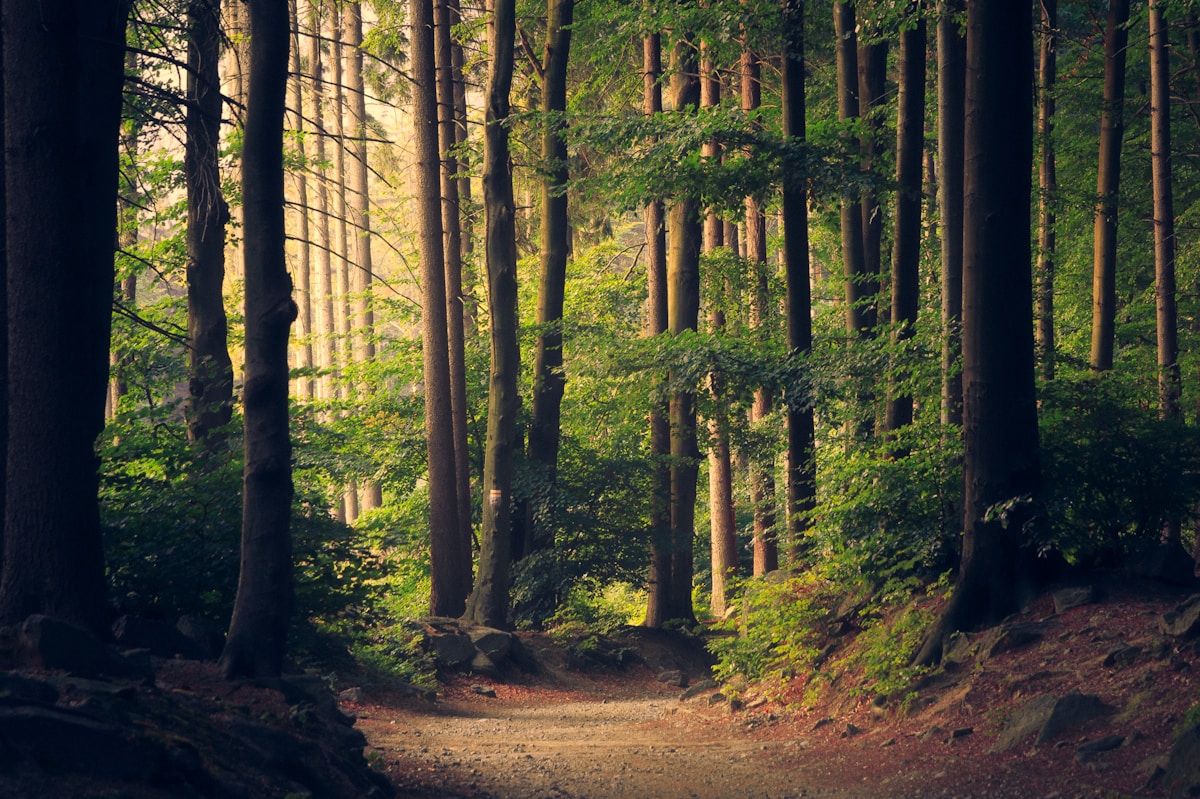 Sunlit forest path — the landscapes that inspire the work